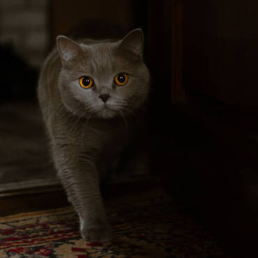 image-15-370x370